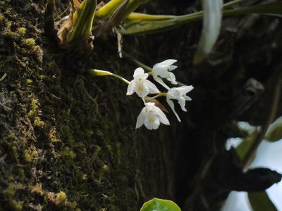 Coelogyne breviscapa, photographed by Dinesh Valke