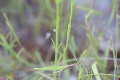 Striga parviflora, photographed by Hugo Innes
