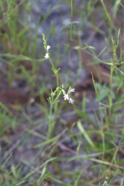 Striga parviflora, photographed by Hugo Innes