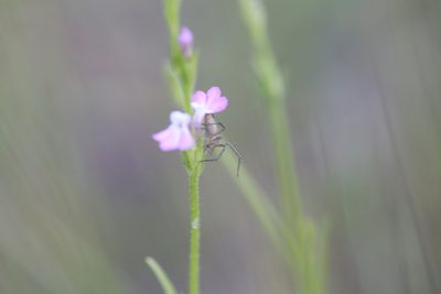 Striga parviflora, photographed by Hugo Innes