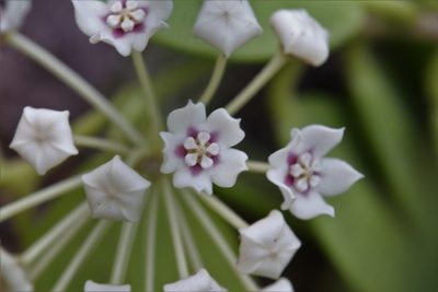 Hoya australis, photographed by Hugo Innes