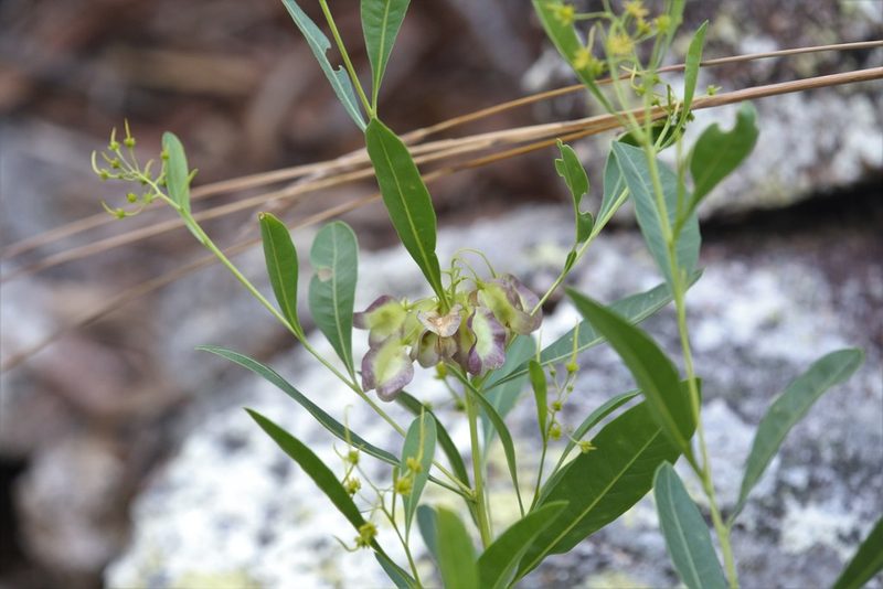 Dodonaea lanceolata, photographed by Hugo Innes