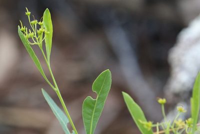 Dodonaea lanceolata, photographed by Hugo Innes