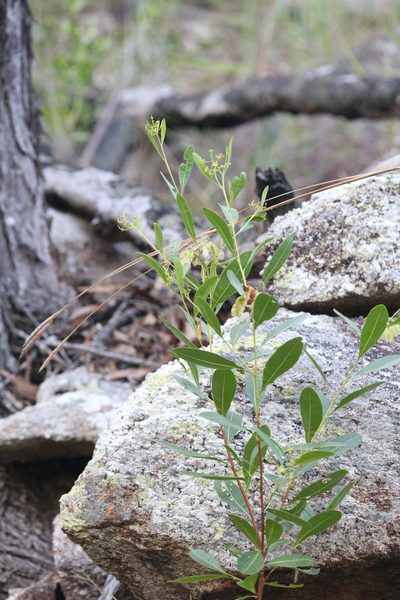 Dodonaea lanceolata, photographed by Hugo Innes