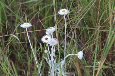 Coronidium newcastlianum, photographed by Hugo Innes
