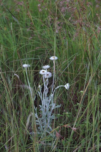 Coronidium newcastlianum, photographed by Hugo Innes