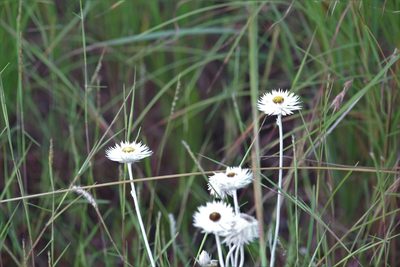Coronidium newcastlianum, photographed by Hugo Innes