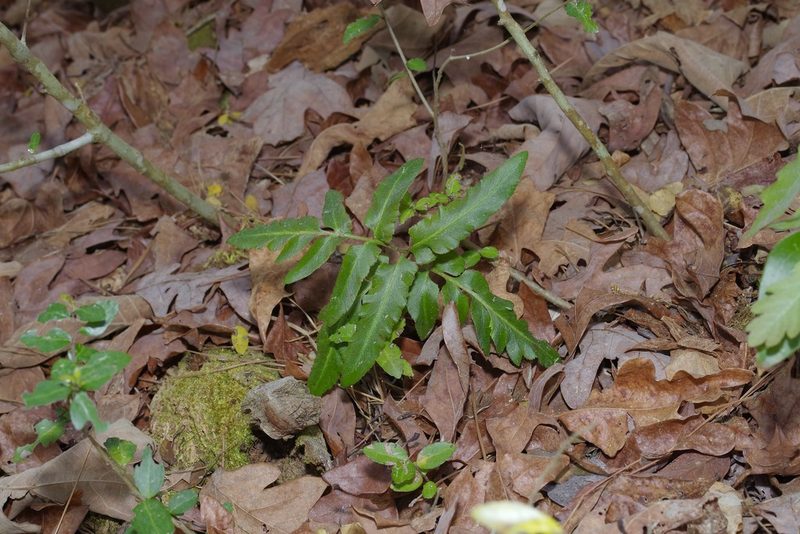 Sceptridium biternatum, photographed by Michelle W. （鍾偉瑋）