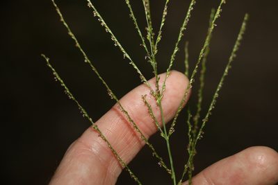 Digitaria parviflora, photographed by Greg Tasney