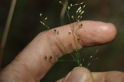 Panicum simile, photographed by Greg Tasney