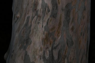 Corymbia citriodora, photographed by Greg Tasney