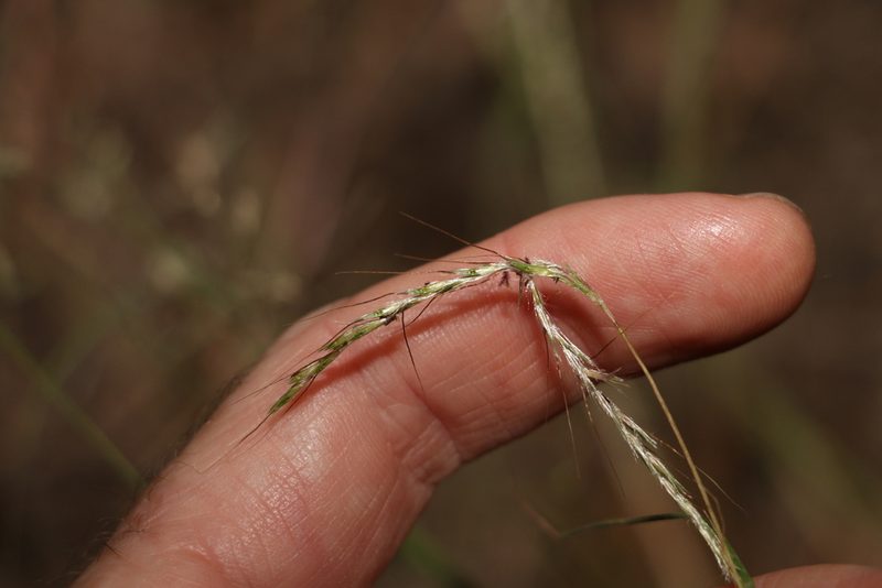 Bothriochloa decipiens, photographed by Greg Tasney