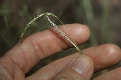 Bothriochloa decipiens, photographed by Greg Tasney