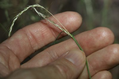 Bothriochloa decipiens, photographed by Greg Tasney