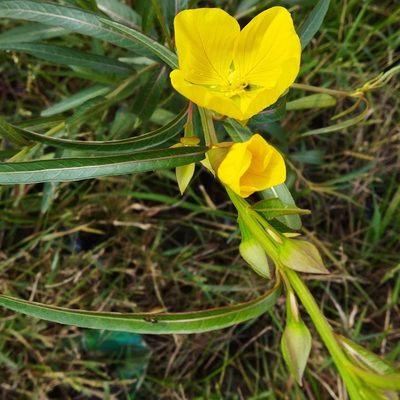 Ludwigia longifolia, photographed by Adela Ferreira