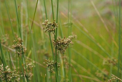 Juncus decipiens, photographed by harum.koh