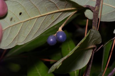 Persea palustris, photographed by Michelle W. （鍾偉瑋）