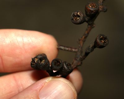 Eucalyptus fibrosa, photographed by Greg Tasney