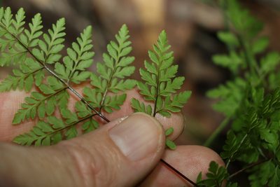 Cheilanthes tenuifolia, photographed by Greg Tasney