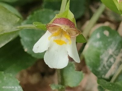 Torenia polygonoides, photographed by Ong Jyh Seng