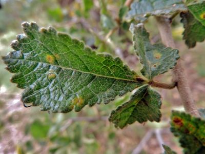 Commiphora africana, photographed by i_c_riddell