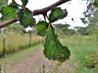 Commiphora africana, photographed by i_c_riddell