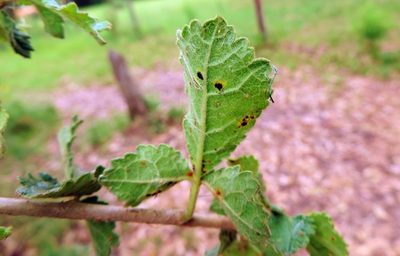 Commiphora africana, photographed by i_c_riddell