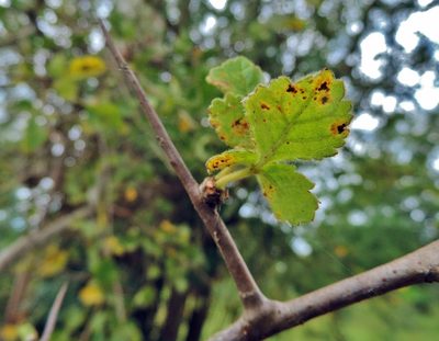 Commiphora africana, photographed by i_c_riddell