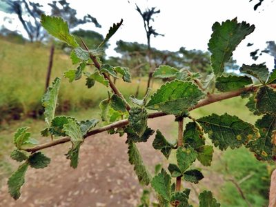 Commiphora africana, photographed by i_c_riddell