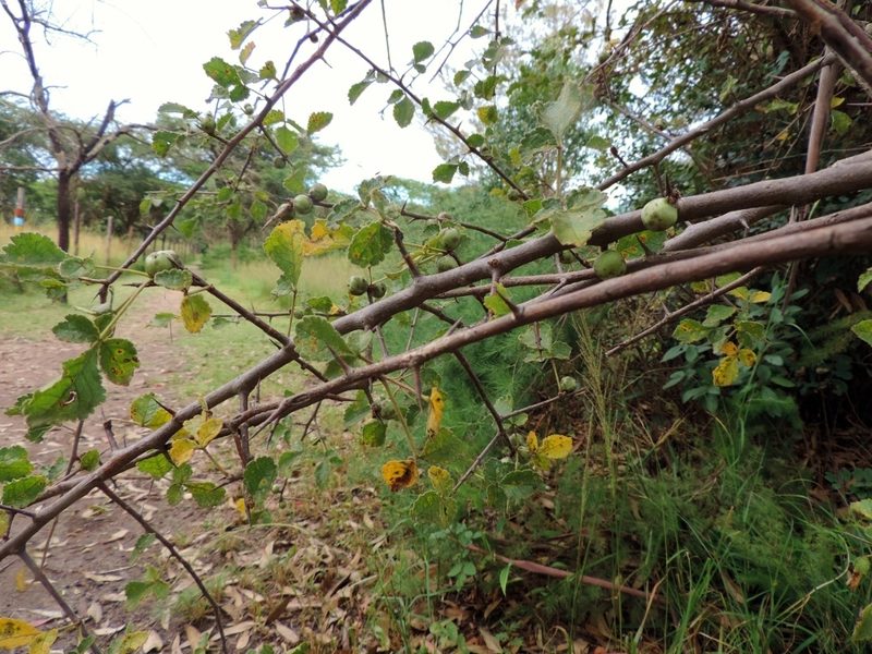 Commiphora africana, photographed by i_c_riddell