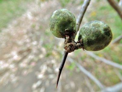 Commiphora africana, photographed by i_c_riddell