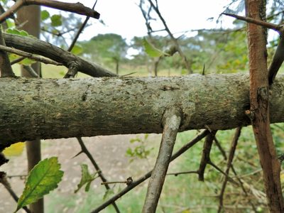 Commiphora africana, photographed by i_c_riddell