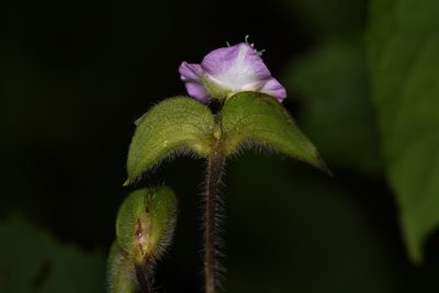 Tradescantia poelliae, photographed by Trevor Van Loon
