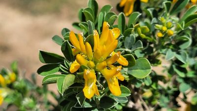 Medicago arborea, photographed by Juan José de Haro