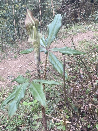 Arisaema nepenthoides, photographed by John Kenrick Gibson