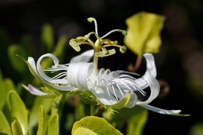 Passiflora pectinata, photographed by steve b