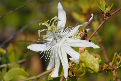 Passiflora pectinata, photographed by steve b