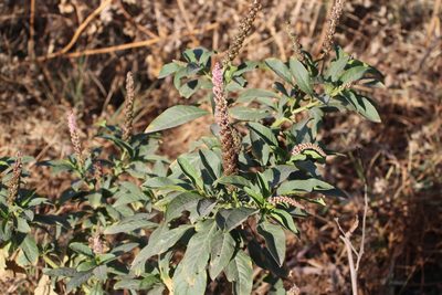 Phytolacca icosandra, photographed by Juan Cruzado Cortés