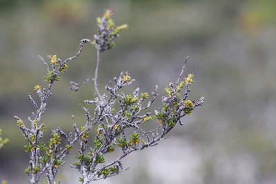 Rachicallis americana, photographed by steve b