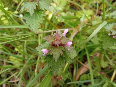 Lamium hybridum, photographed by Josep Gesti