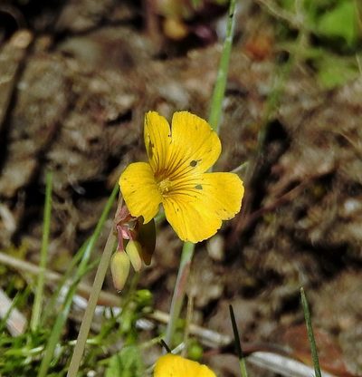 Oxalis valdiviensis, photographed by Hugo Hulsberg