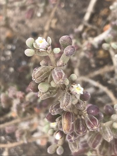 Zygophyllum gaetulum, photographed by monkeyjodey