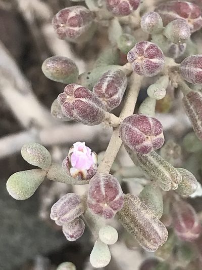 Zygophyllum gaetulum, photographed by monkeyjodey