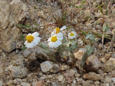 Eriophyllum lanosum, photographed by Alina Martin