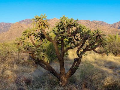 Cylindropuntia fulgida, photographed by Alina Martin