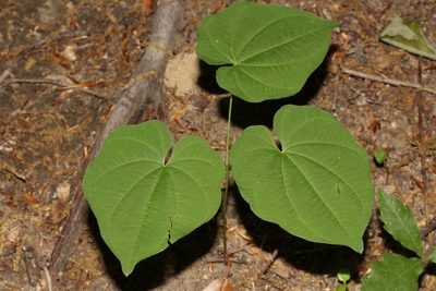 Dioscorea quaternata, photographed by John Fones