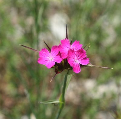 Dianthus capitatus, photographed by Oleg Kosterin
