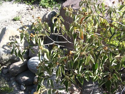 Croton ruizianus, photographed by cstobie