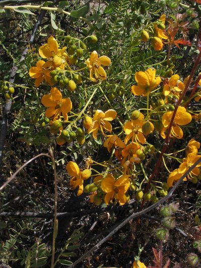 Senna birostris, photographed by cstobie