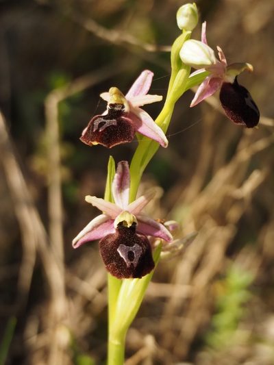 Ophrys ferrum-equinum, photographed by Katerina Kalogerini